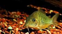 Corydoras splendens