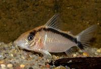 Corydoras sp. 'CW006'