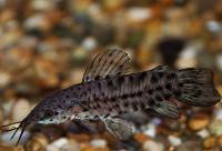 Megalechis thoracata