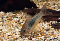 Metallpansarmal