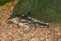 Scleromystax sp. "C113"