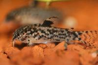 Aspidoras sp.