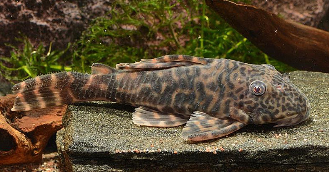 Peckoltia sp. 'Colombia'