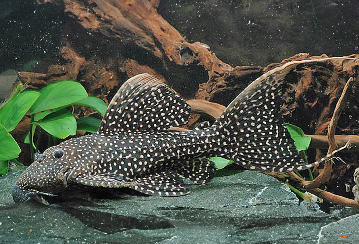 Pseudacanthicus sp. 'LDA105'