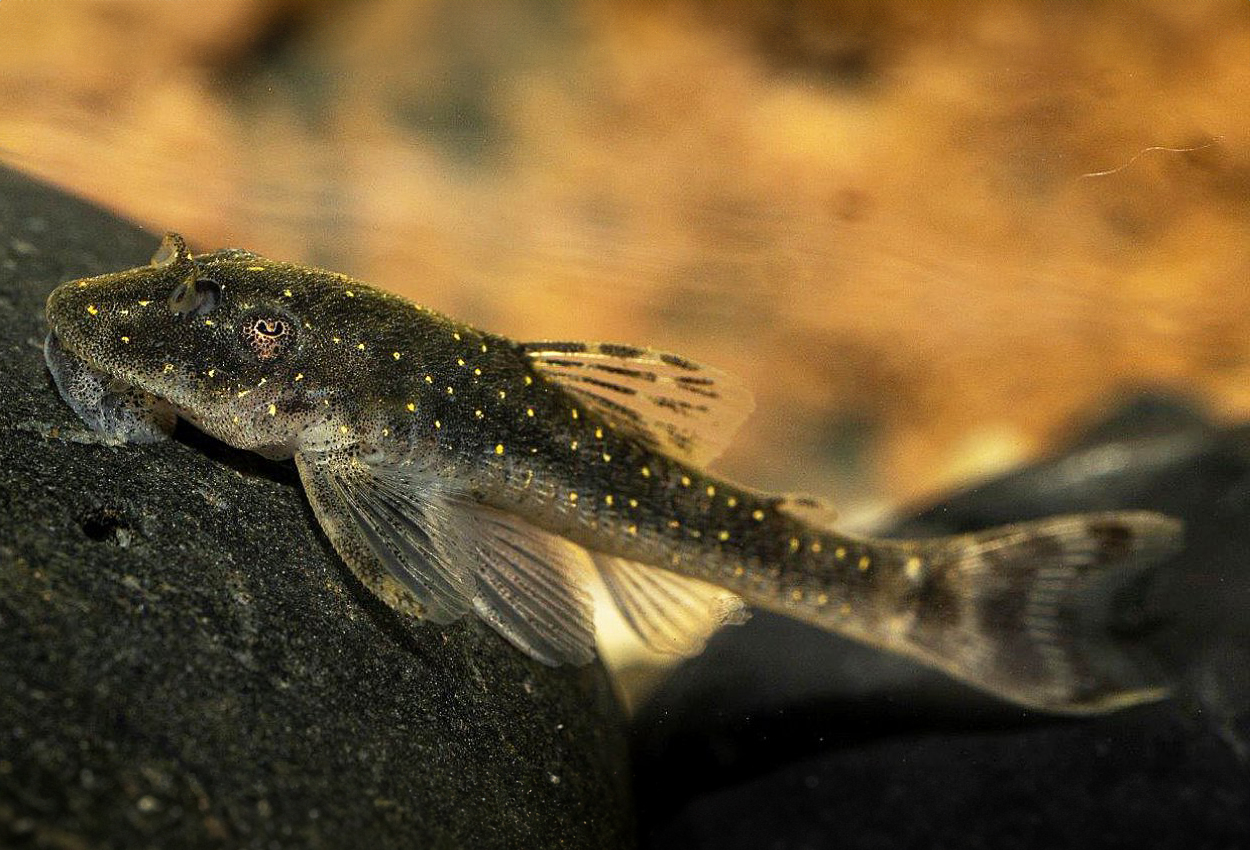 Parotocinclus haroldoi
