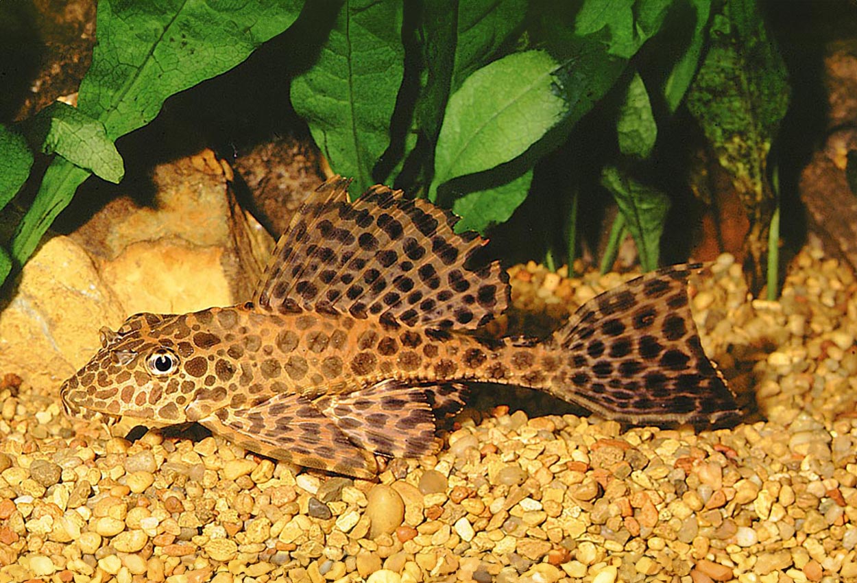 Glyptoperichthys gibbiceps