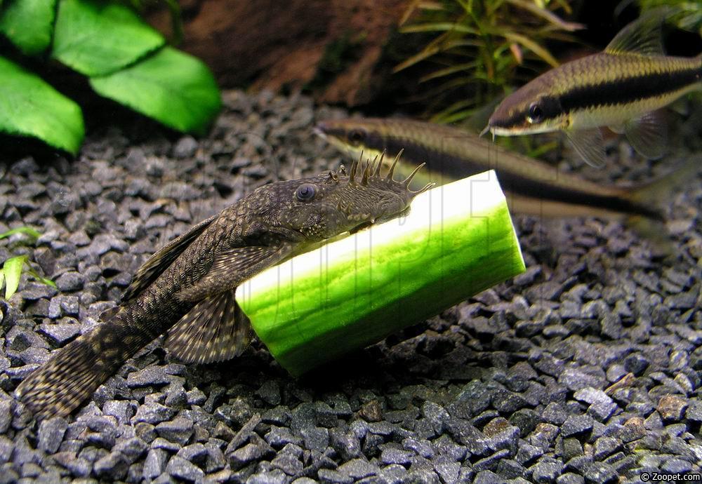 Ancistrus sp.