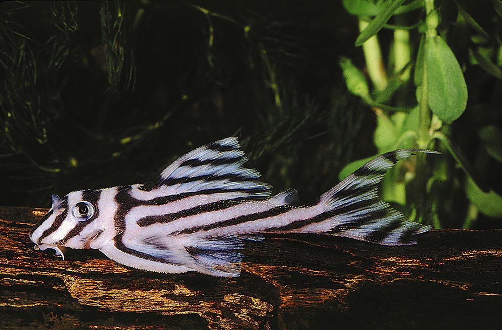Hypancistrus zebra