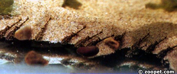 Rineloricaria lima (yngel)