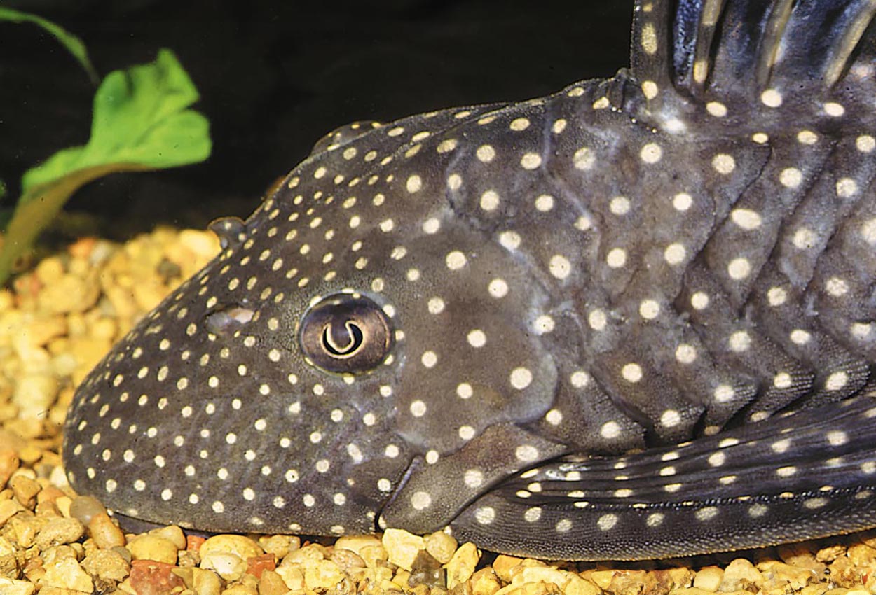 Margarita pleco