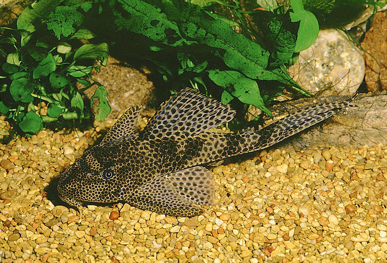 Liposarcus pardalis