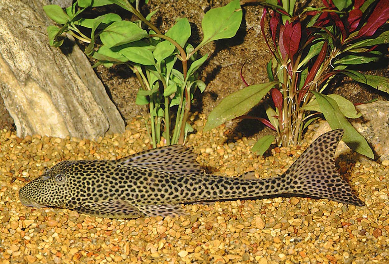 Isorineloricaria spinosissima