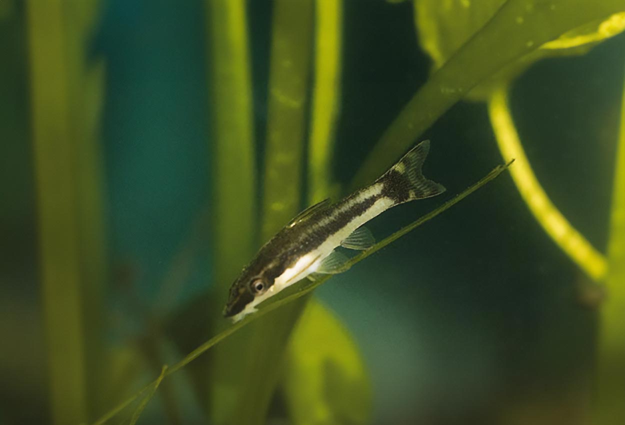 Otociclus