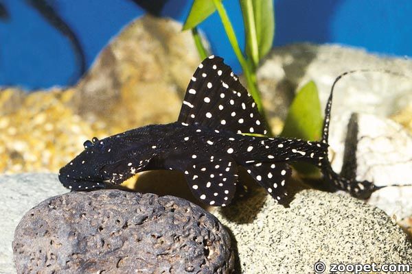 Acanthicus sp. aff. adonis