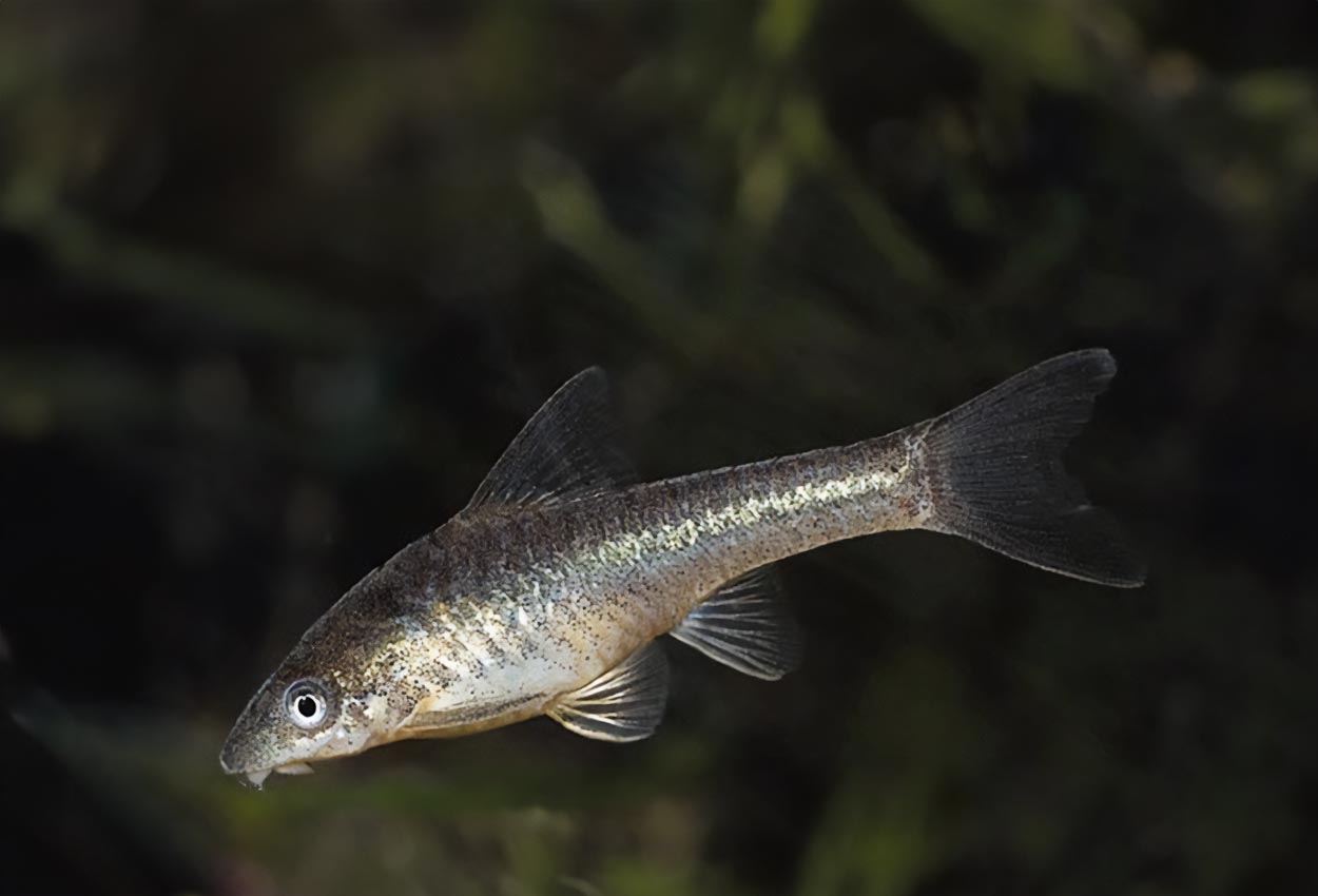 Dverg, gylden otocinclus