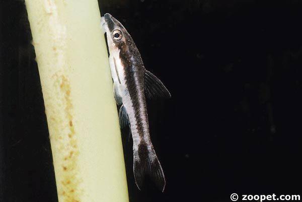 Otocinclus sp. eventuellt Otocinclus bororo