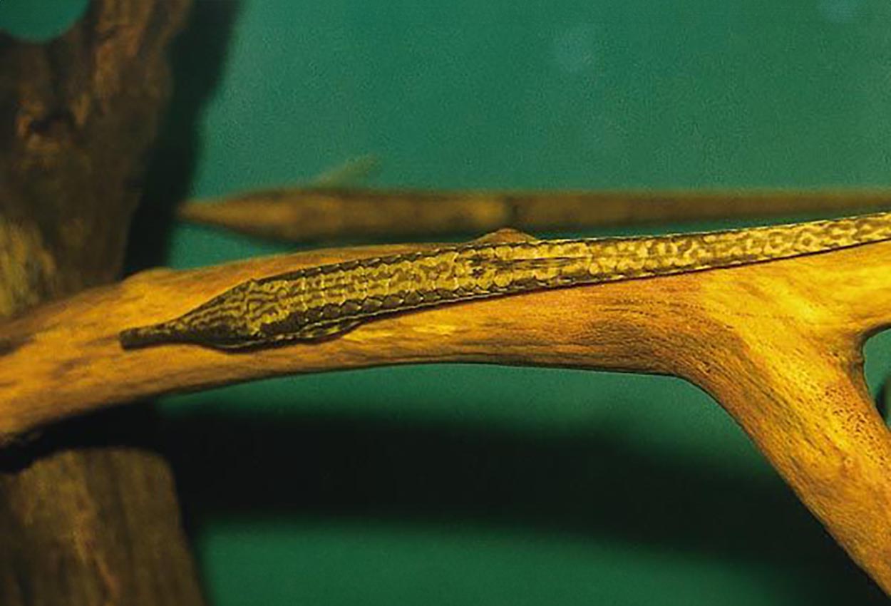 Farlowella acus, Meta system Colombia o Brasilien