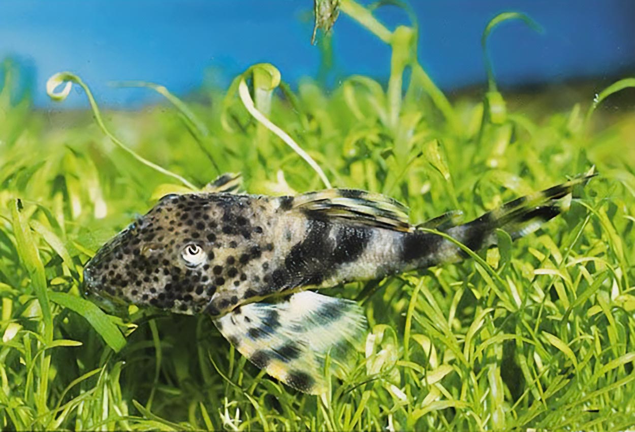 Flekkpeckoltia, LDA78