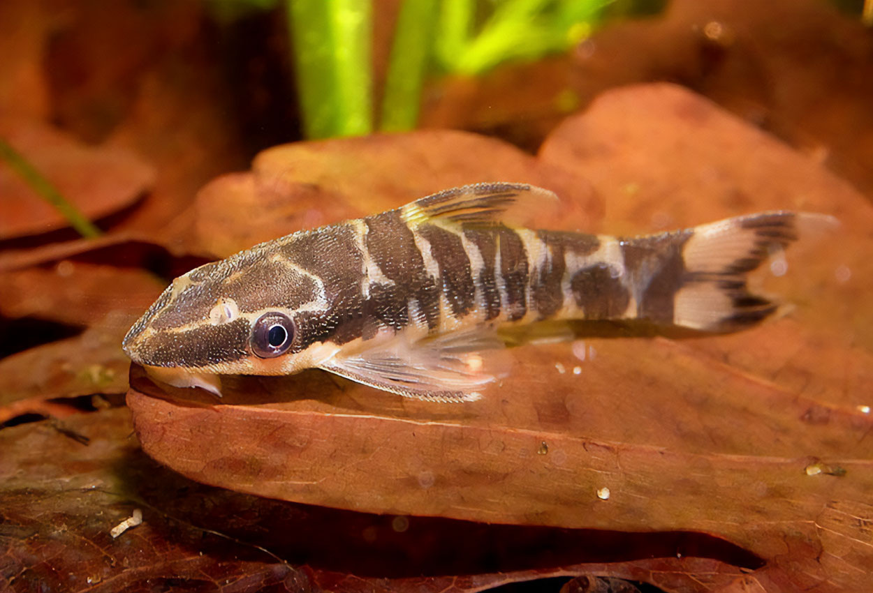 Sebra otocinclus