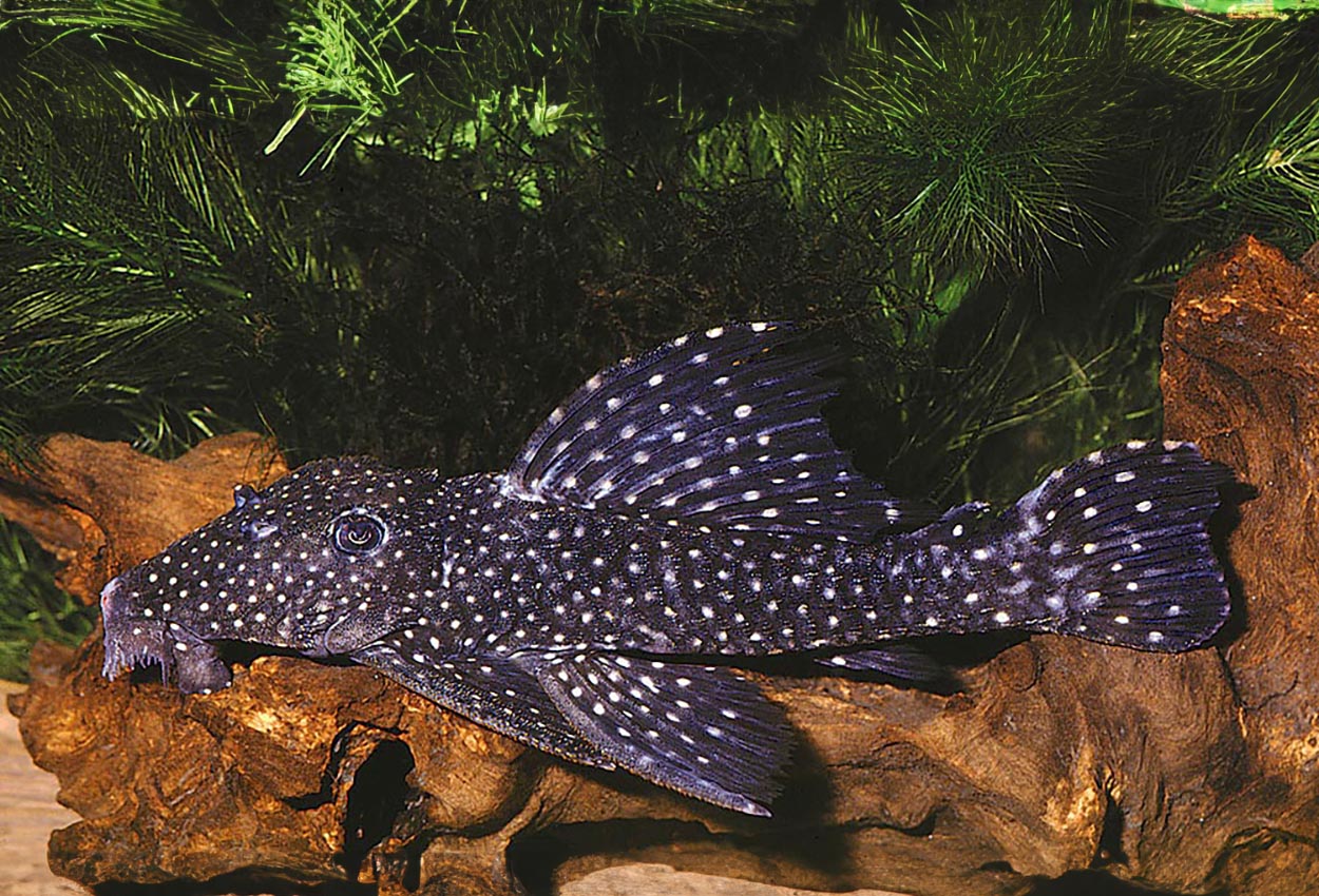 Leporacanthicus galaxias