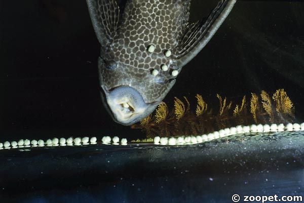 Liposarcus sp.