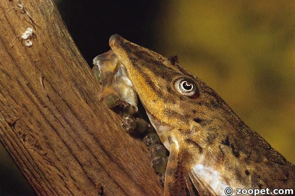 Sturisoma  sp. (hane med ägg)