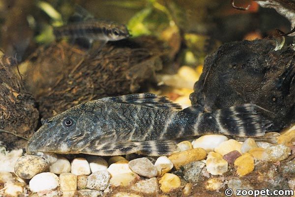 Peckoltia sp. 'L015'