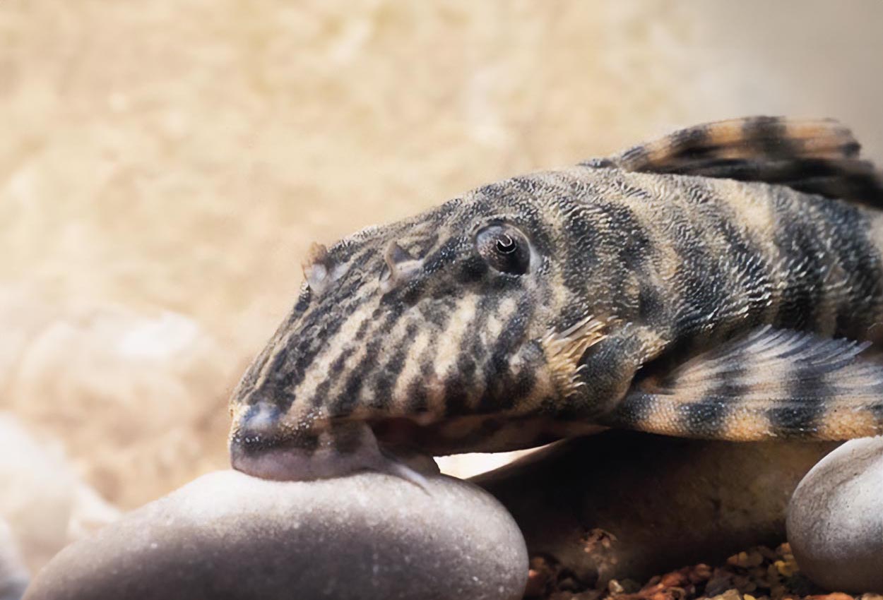 Belems dvergskjoldmøll, vermiculated peckoltia