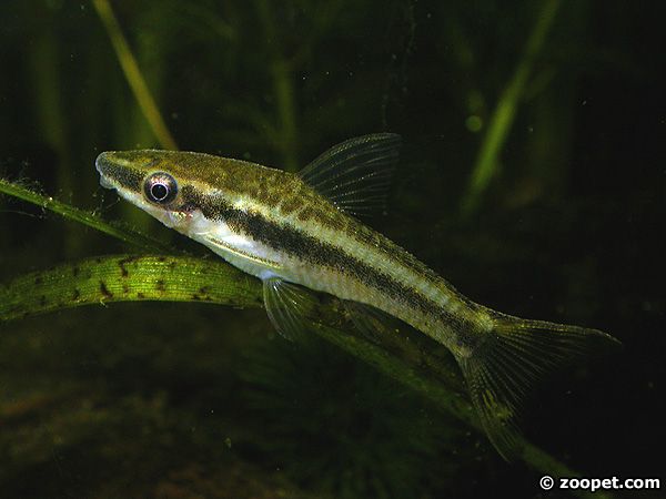 Otocinclus vittatus