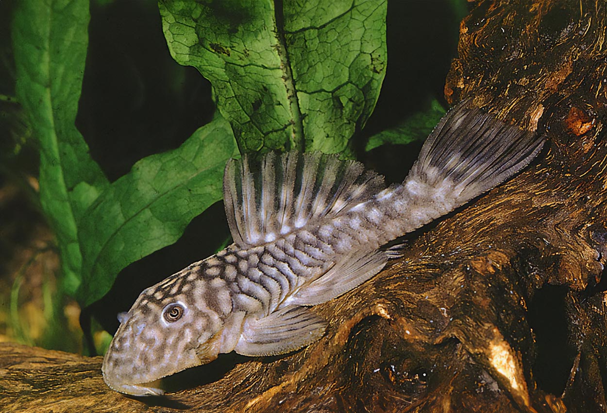 Parancistrus aurantiacus