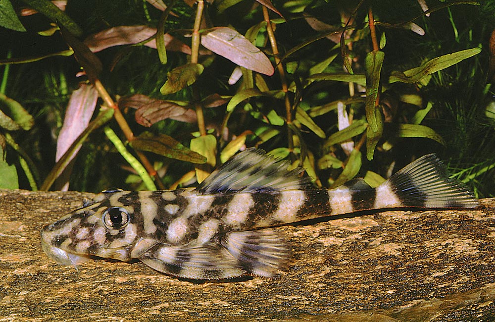 Zonancistrus brachyurus
