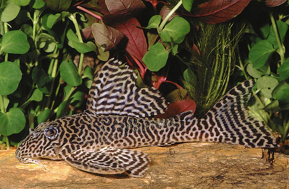 Hypancistrus sp. 'L 066'