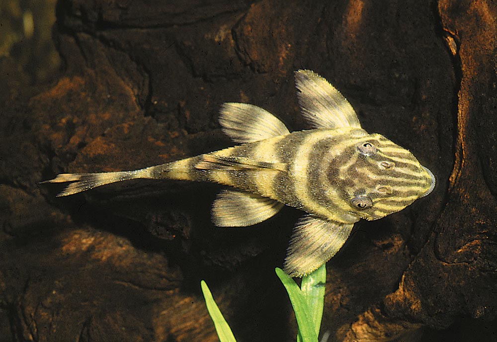 Peckoltia sp. 'L015'
