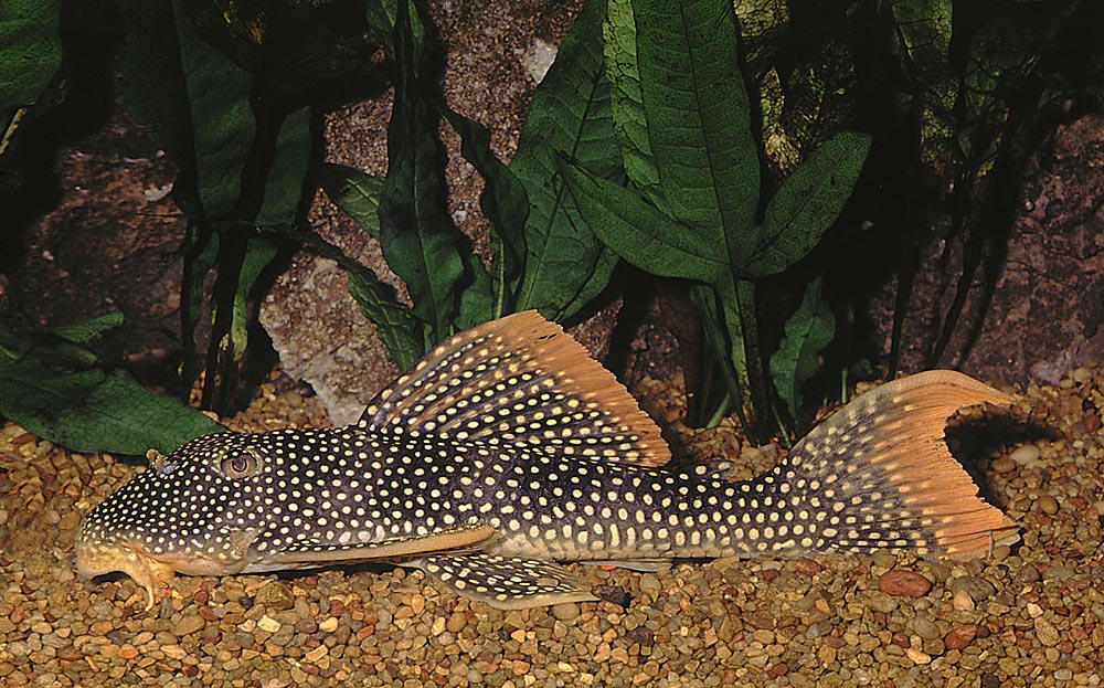 Scobiancistrus aureatus