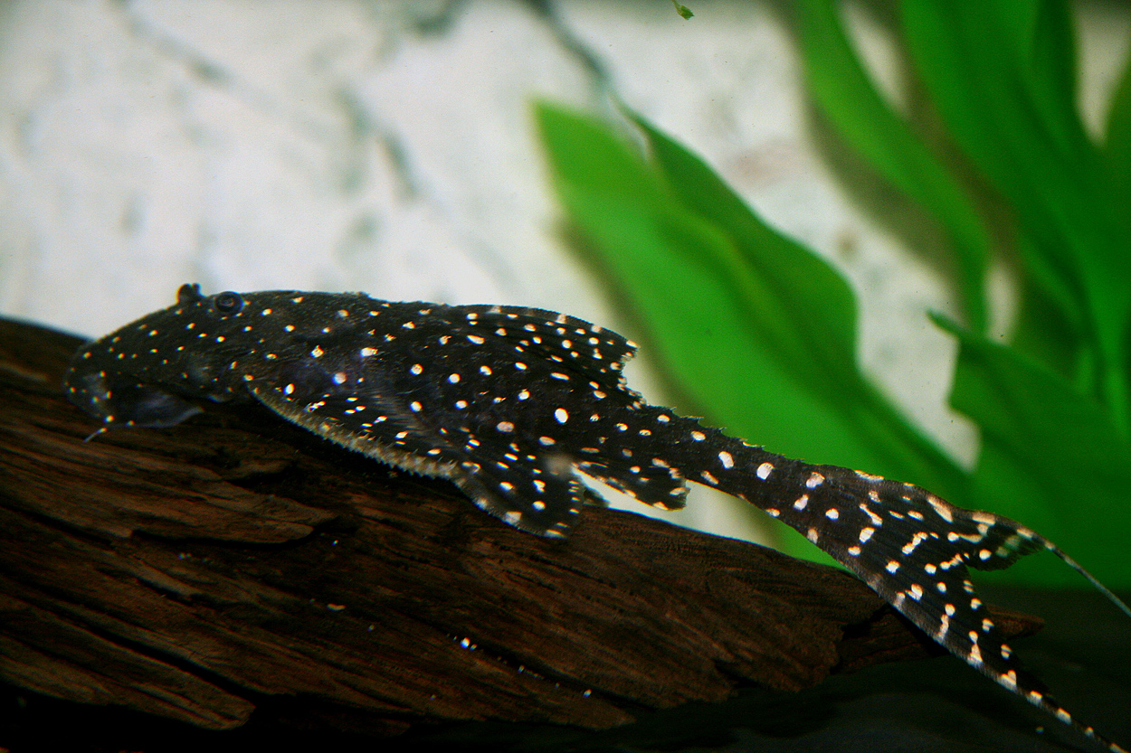 Acanthicus sp. aff. adonis