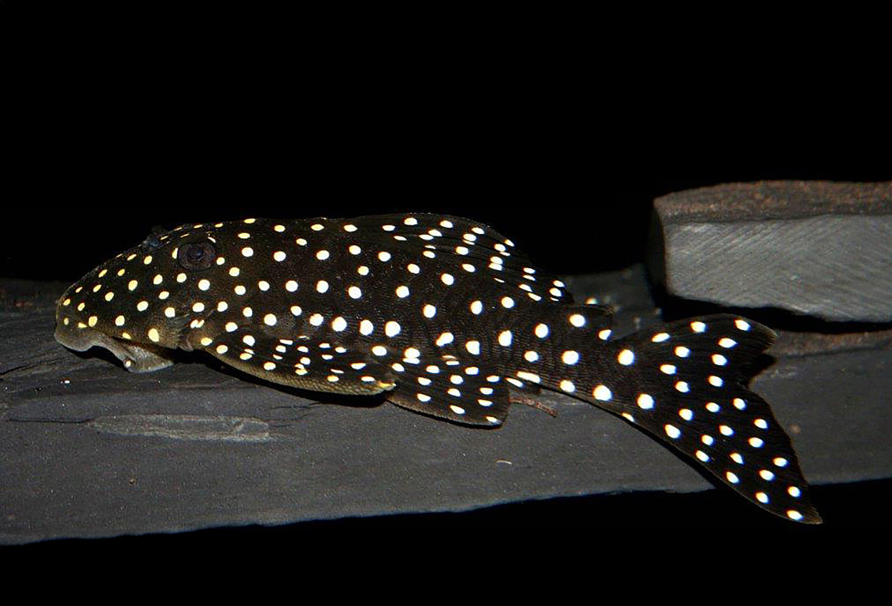 Snøballpleco, L142, LDA33