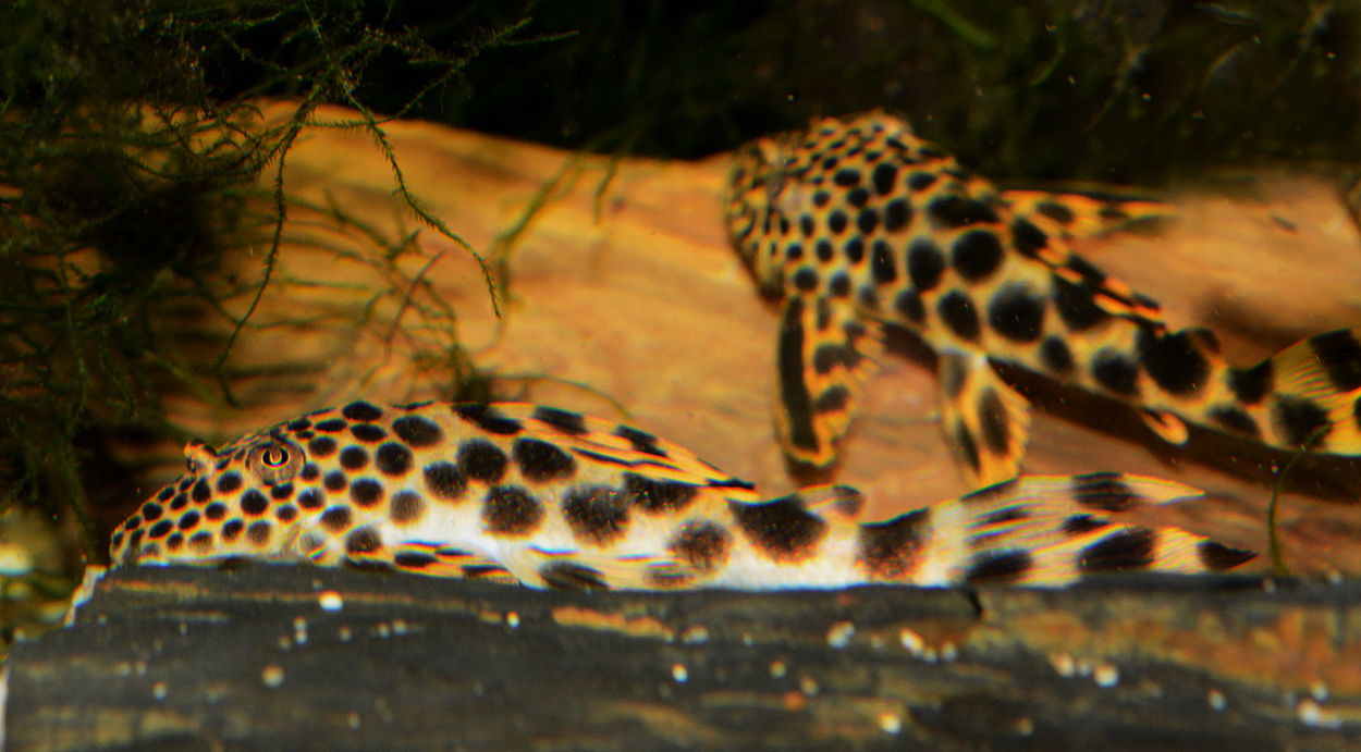 Hemiancistrus sabaji