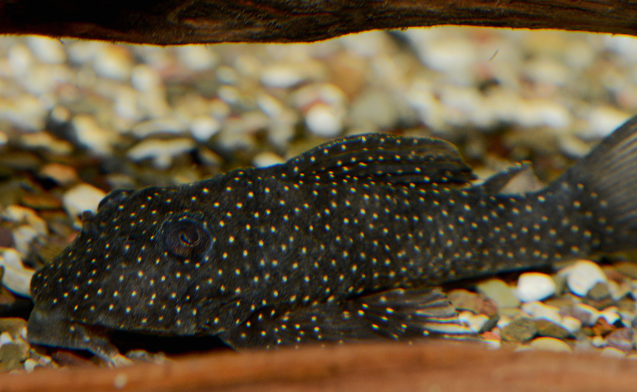 Hypancistrus sp. 'L404'