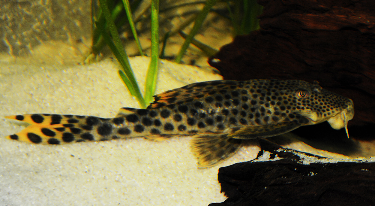 Hemiancistrus sabaji