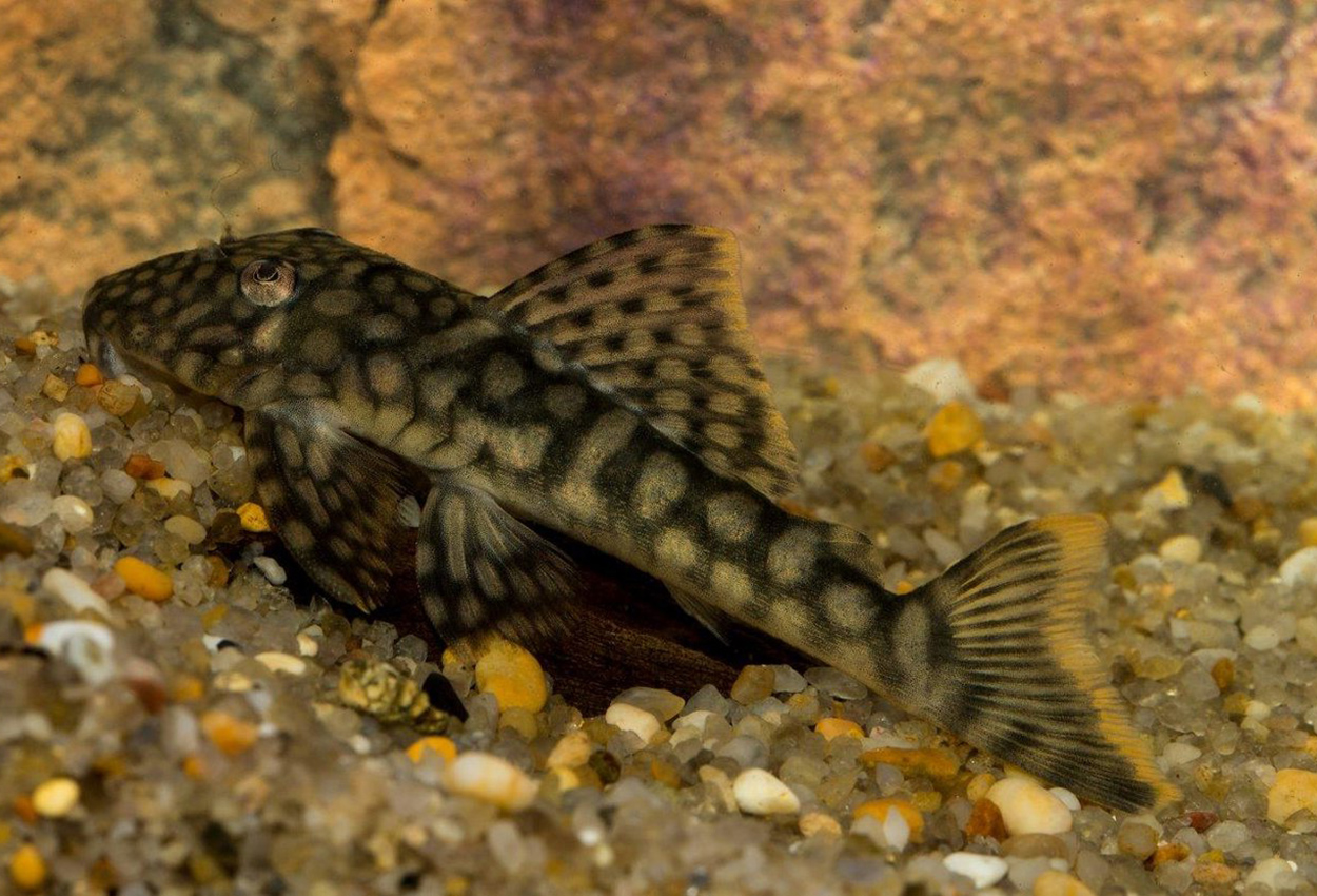Guyanancistrus guahiborum