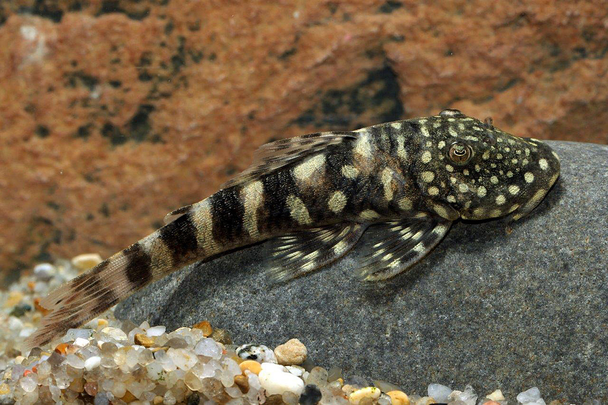 Chaetostoma sp. 'L455'