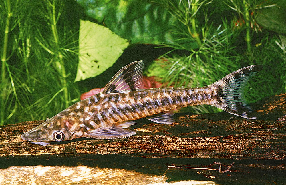 Hypoptopoma sp.