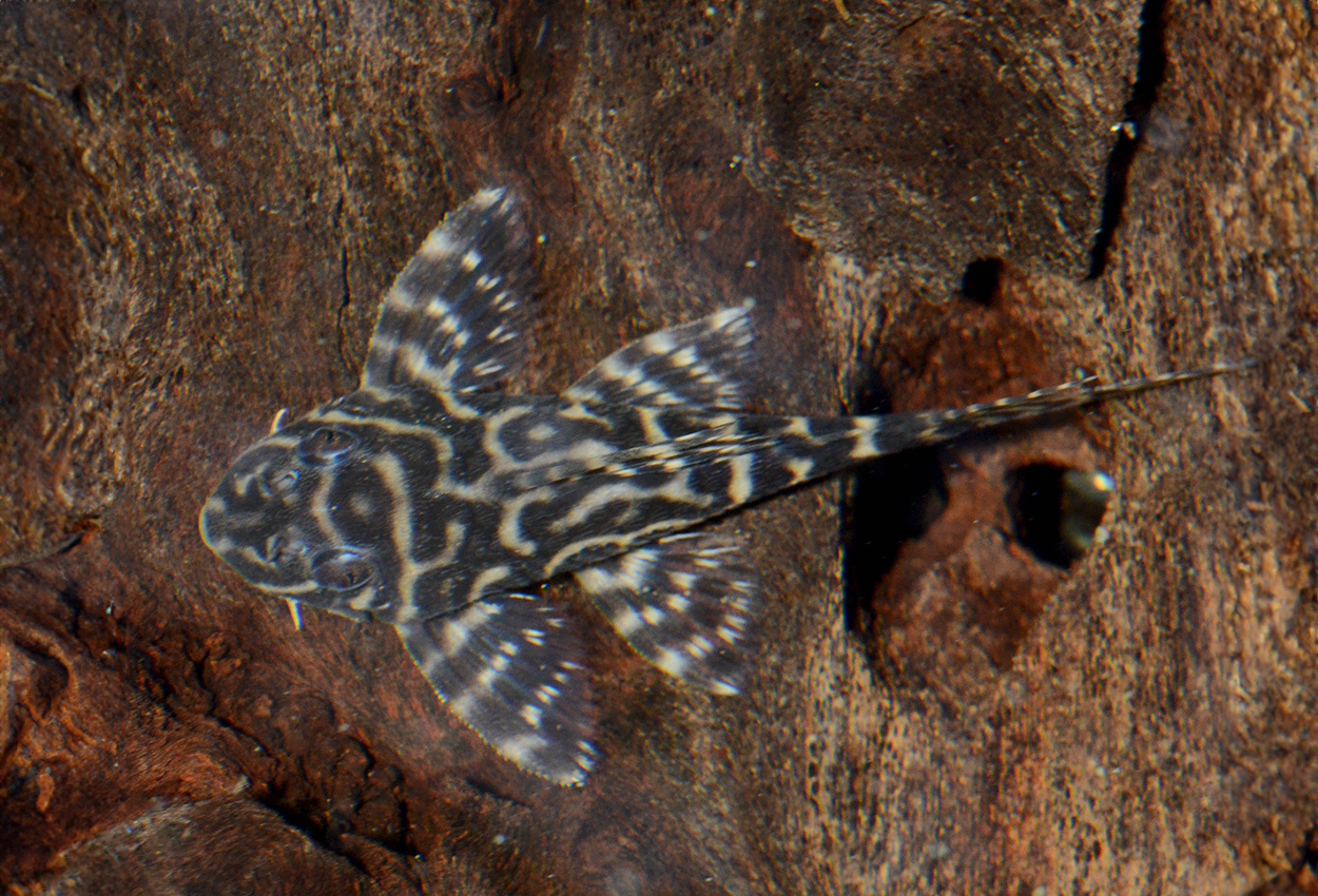 Hypancistrus sp. 'L400'