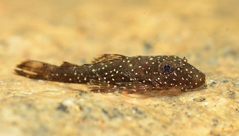 Ancistrus sp. 'L338'