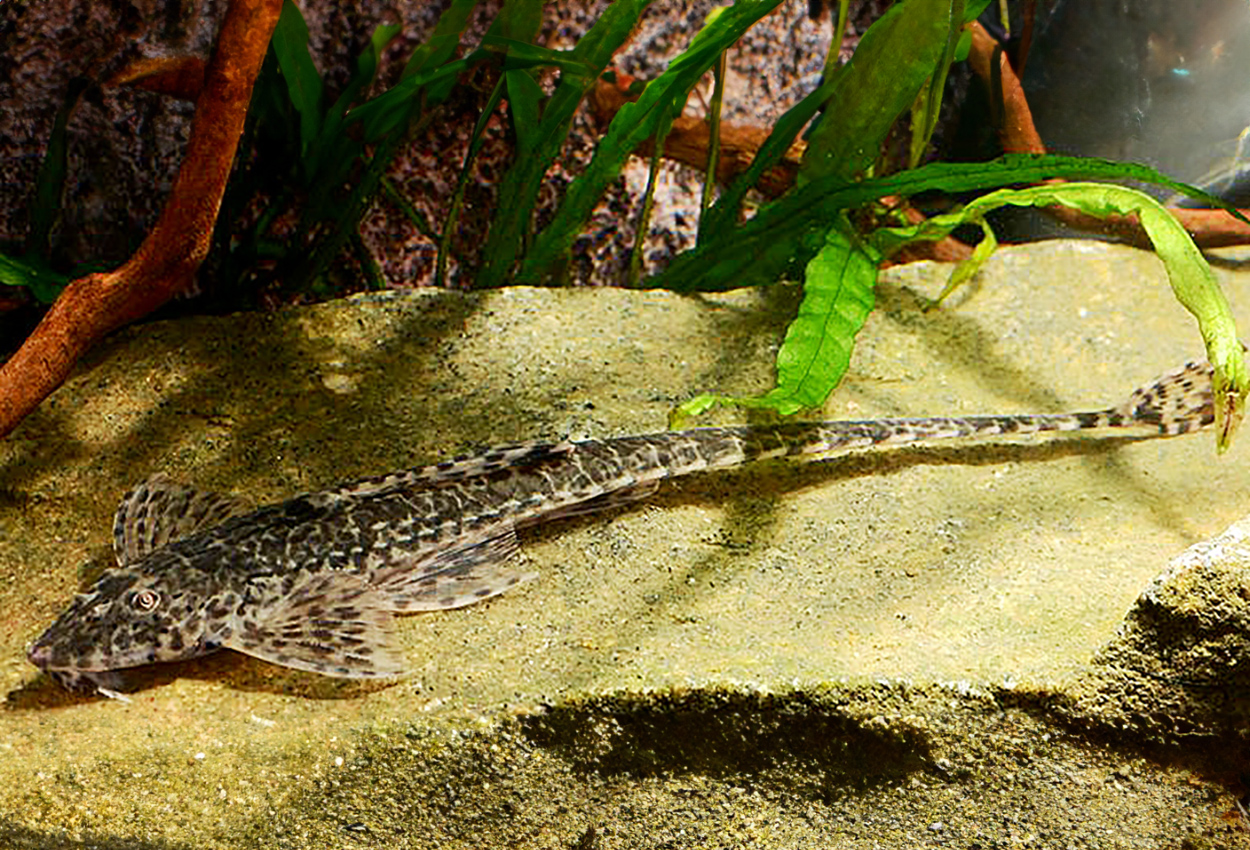 Hemiloricaria fallax