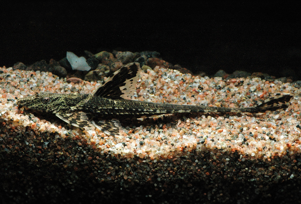Hemiloricaria lanceolata