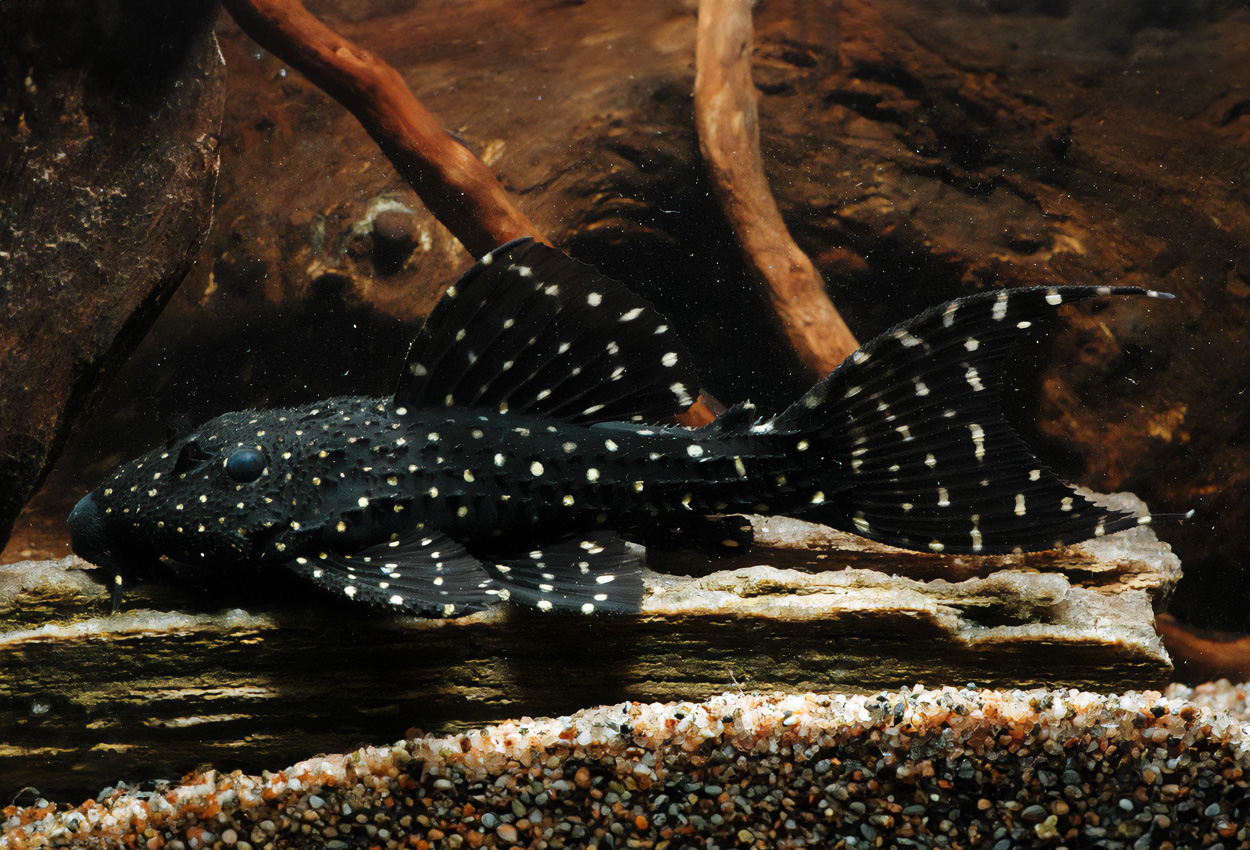 Pseudacanthicus sp. 'L452'