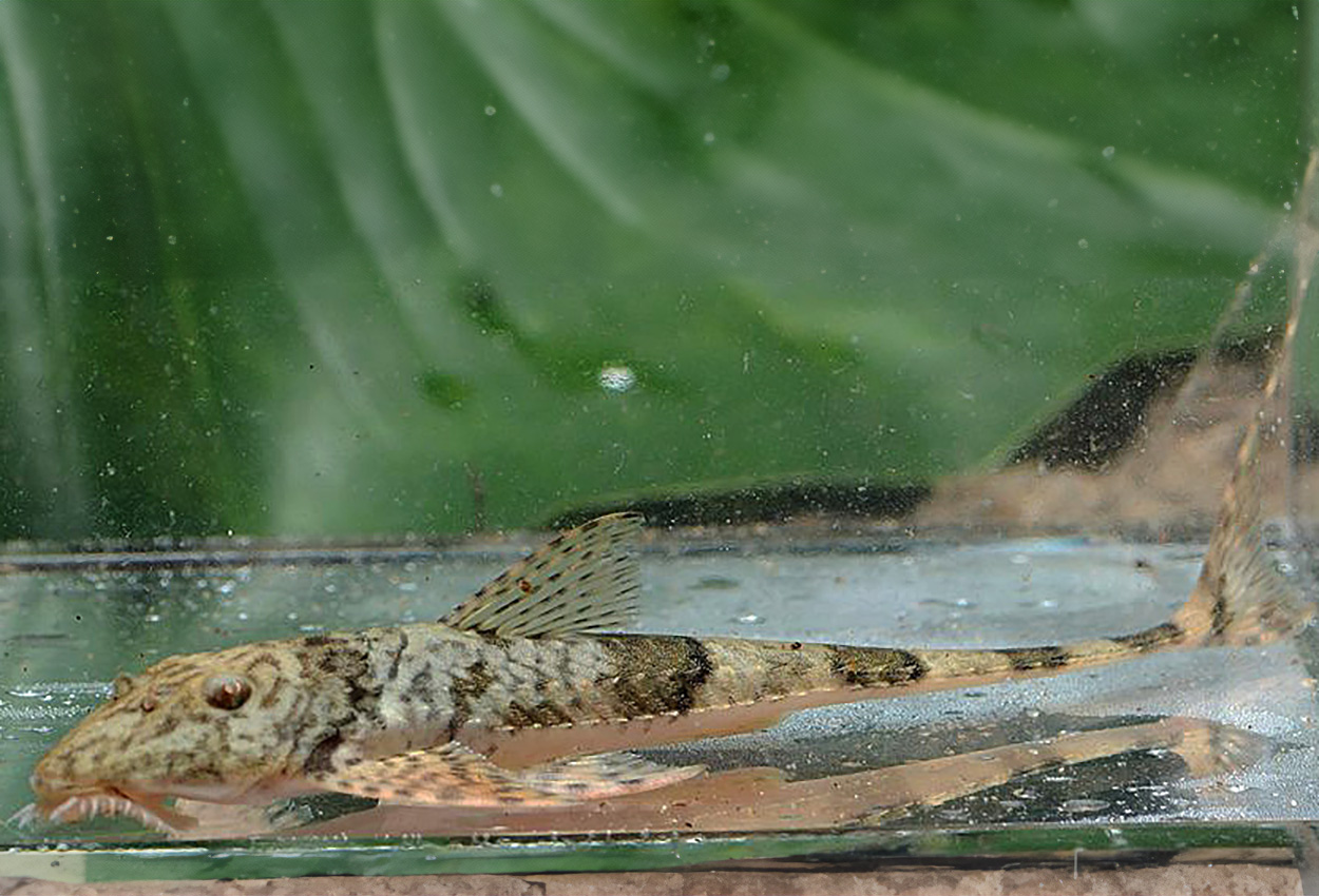 Spatuloricaria caquetae