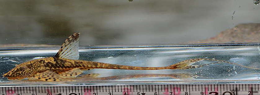 Sturisomatichthys leightoni
