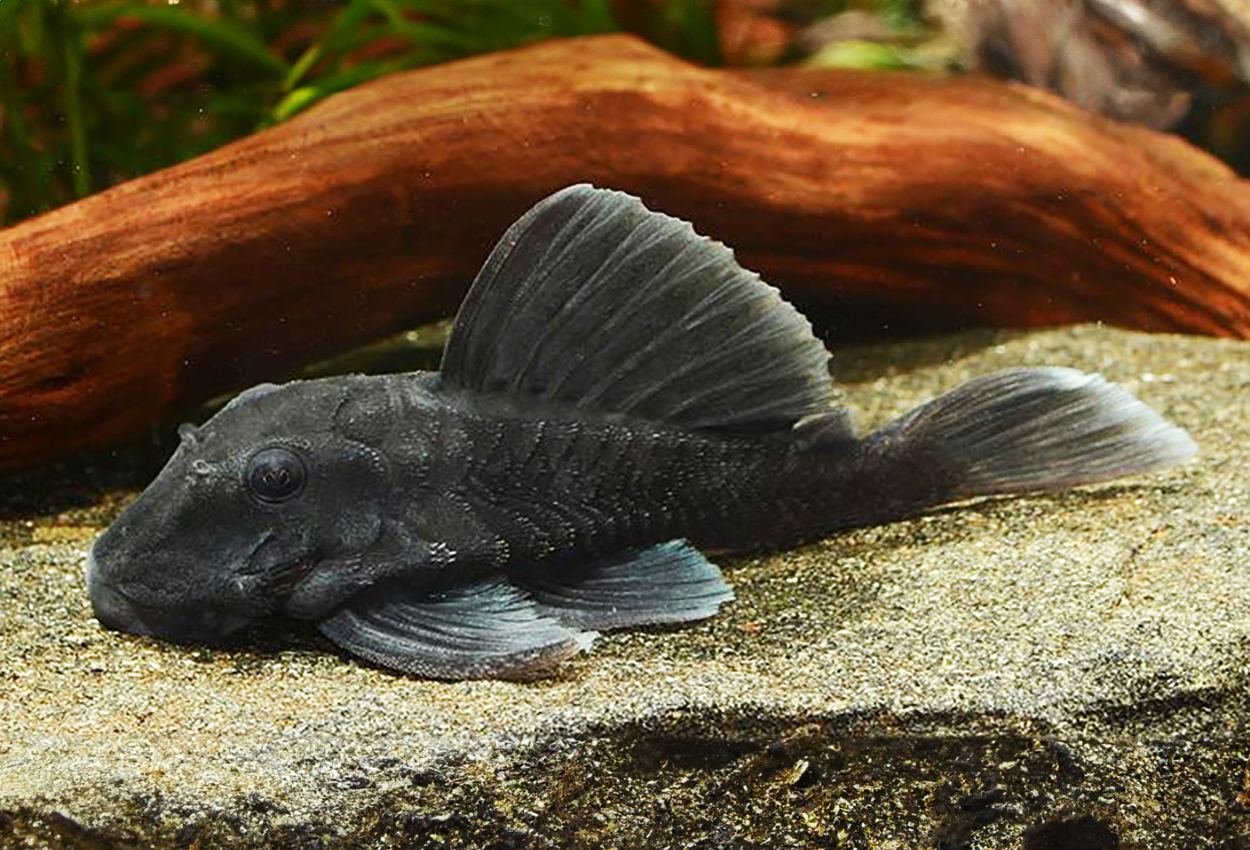 Bluefin Panaque, L239